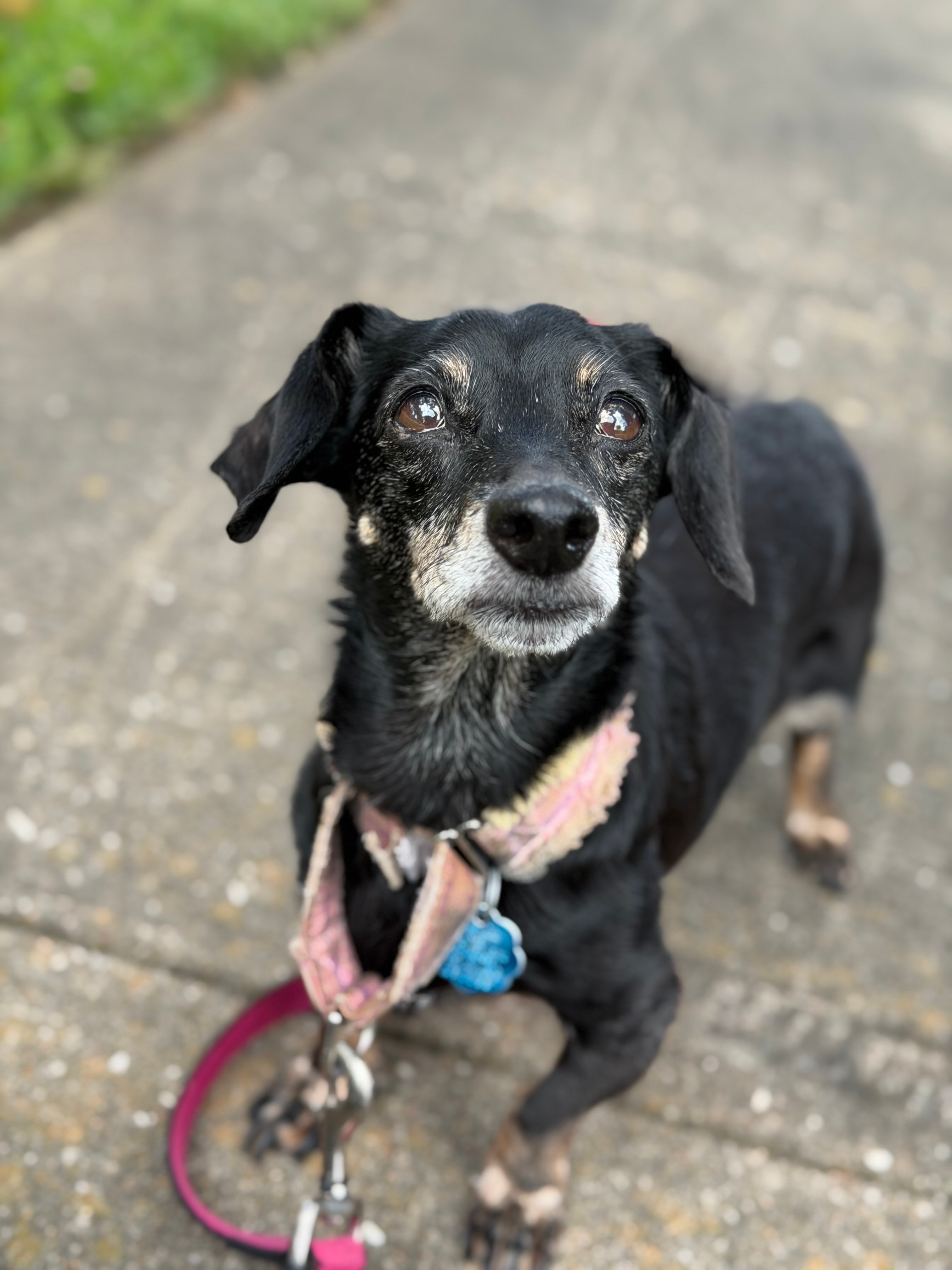 Small black dog with gray fur around face, wearing a pink collar and blue tag, standing on a concrete path.